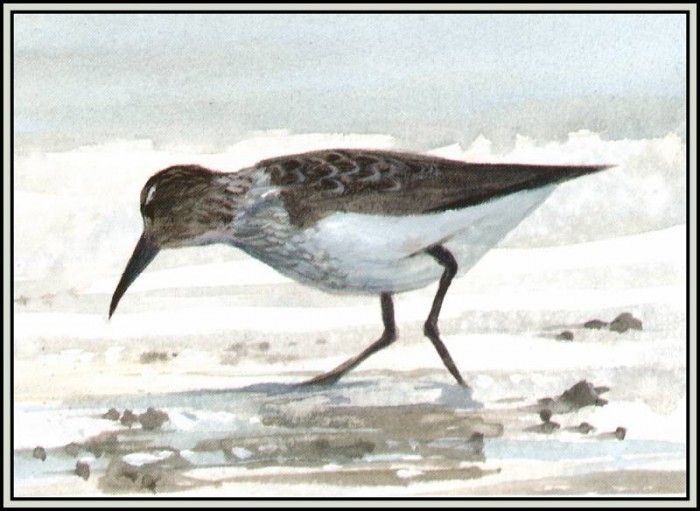 D50-AWE124-RB-Dunlin. Bansemer, 