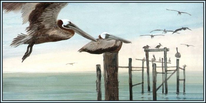 D50-AWE094-RB-Brown Pelican 9. Bansemer, 