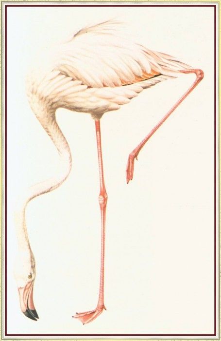 BarrettPeter Flamingo-We. , 