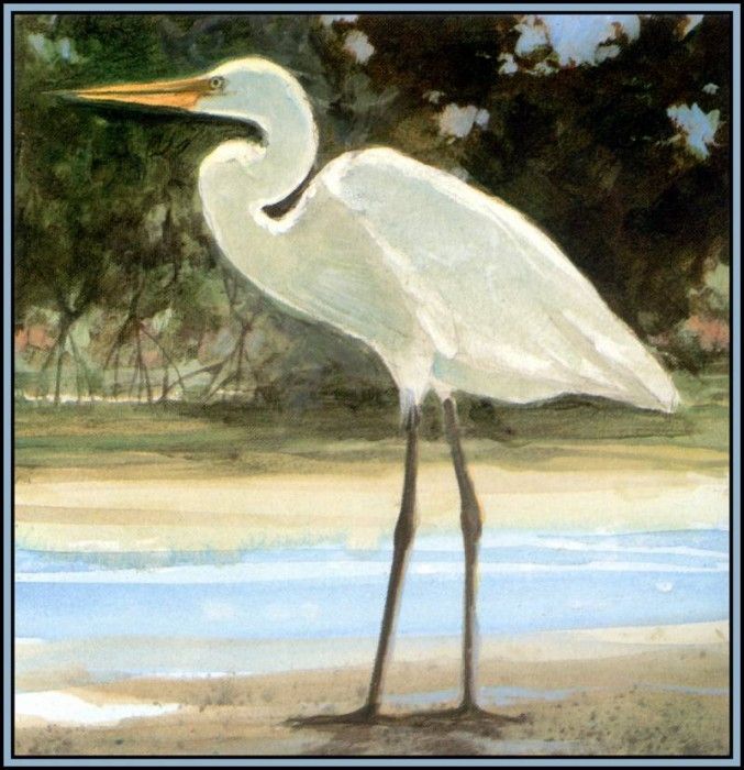 D50-AWE019-RB-Great Egret 1. Bansemer, 