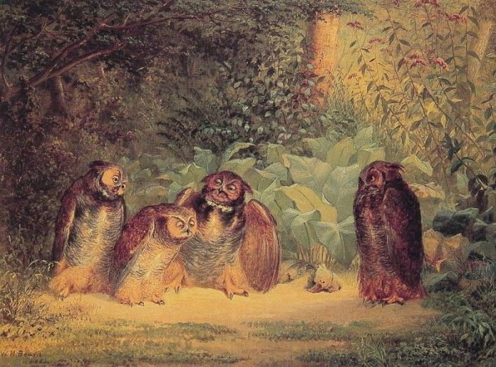 Owls. ,  