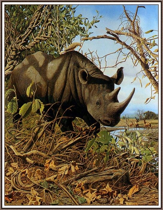 bs-na- Craig John Bone- Plight Of The Black Rhino. ,  