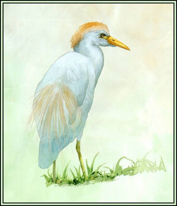 D50-AWE025-BR-Cattle Egret 1. Bansemer, 