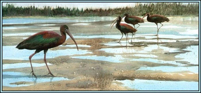 D50-AWE074-RB-Glossy Ibis 1. Bansemer, 