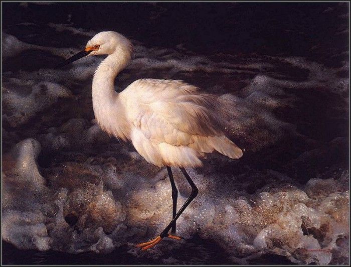lrsBendersCarl-IslandShoresSnowyEgret. , 