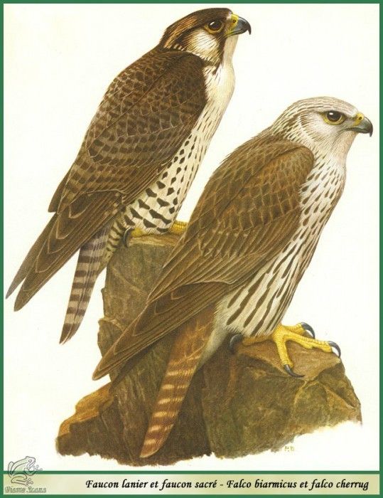 Falco biarmicus et falco cherrug. Barruel, P