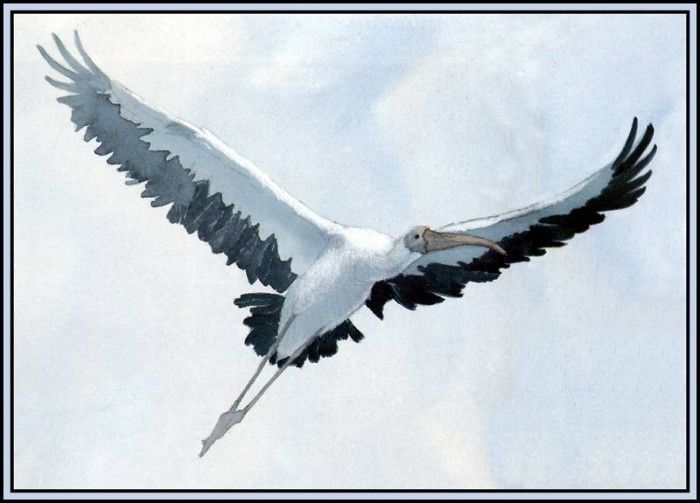 D50-AWE134-BR-Stork 1. Bansemer, 