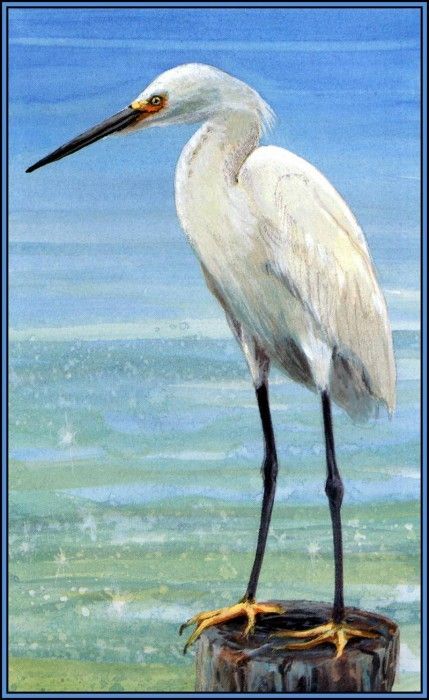 D50-AWE030-RB-Snowy Egret 2. Bansemer, 