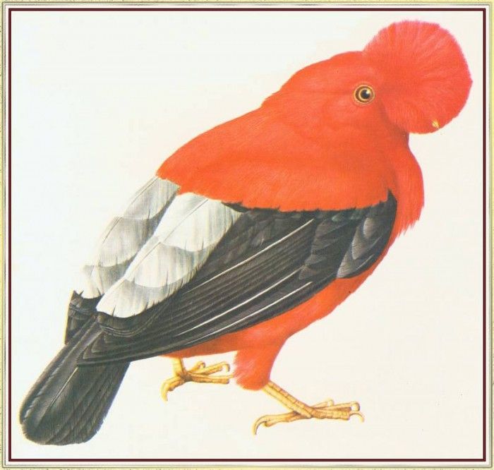 BarrettPeter PeruvianCock-of-the-Rock-We. , 
