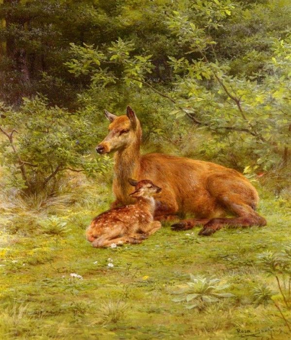 Bonheur Rosa Doe And Fawn In A Thicket. , -