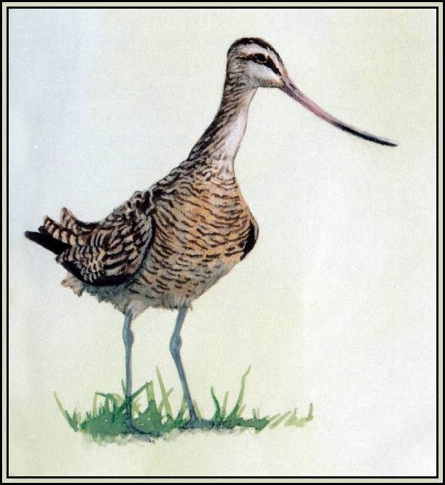 D50-AWE113-BR-Marbled Godwit. Bansemer, 