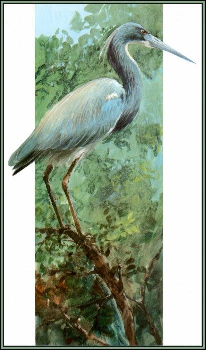 D50-AWE050-RB-Tricolored Heron 3. Bansemer, 
