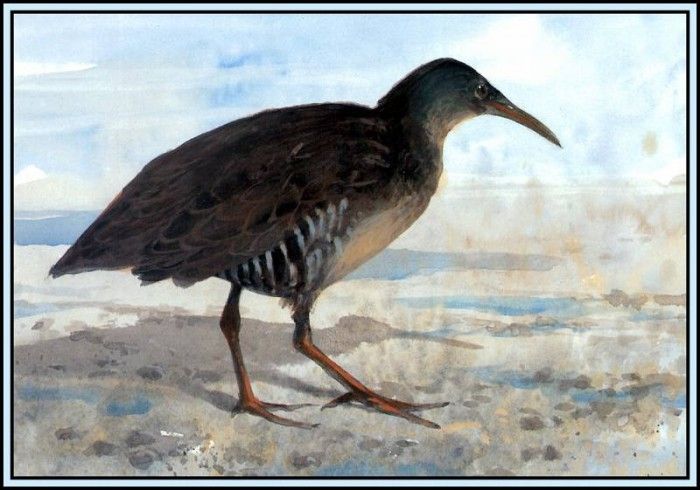 D50-AWE014-RB-Clapper Rail. Bansemer, 