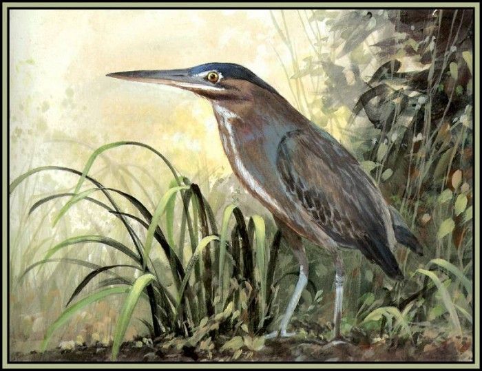 D50-AWE064-RB-Green Backed Heron 3. Bansemer, 