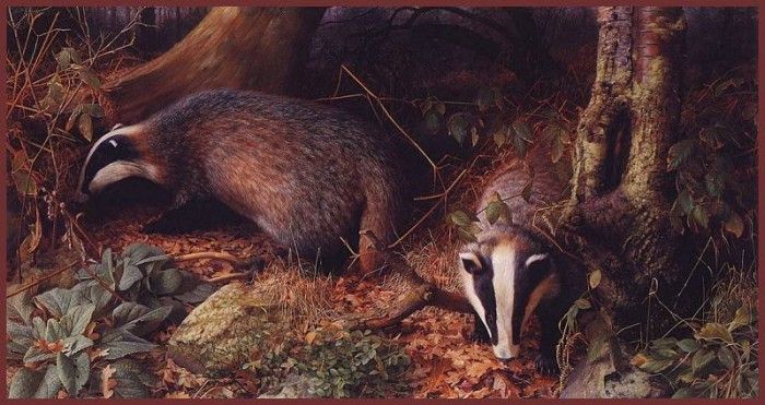 lrsBoothRaymond-BadgersinAdelWood. , 