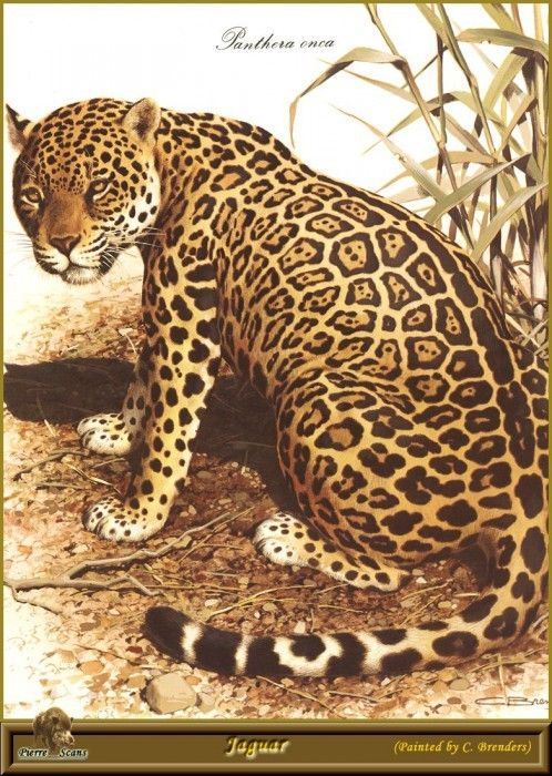 PO pfel 04 Jaguar. Brenders, 