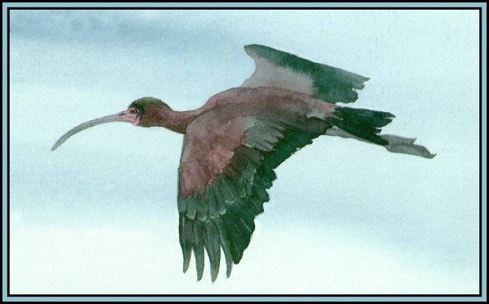 D50-AWE075-BR-Glossy Ibis 2. Bansemer, 