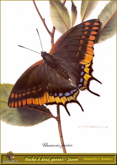 PO PButBr 19 Charaxes Jasius. Brenders, Карл