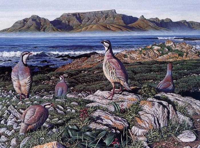 Simon Barlow - Chukar Partridges on Robben Island, 1995, De. , 