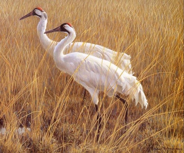 Bateman, Robert - Marsh Edge - Whooping Cranes (end. Bateman, 