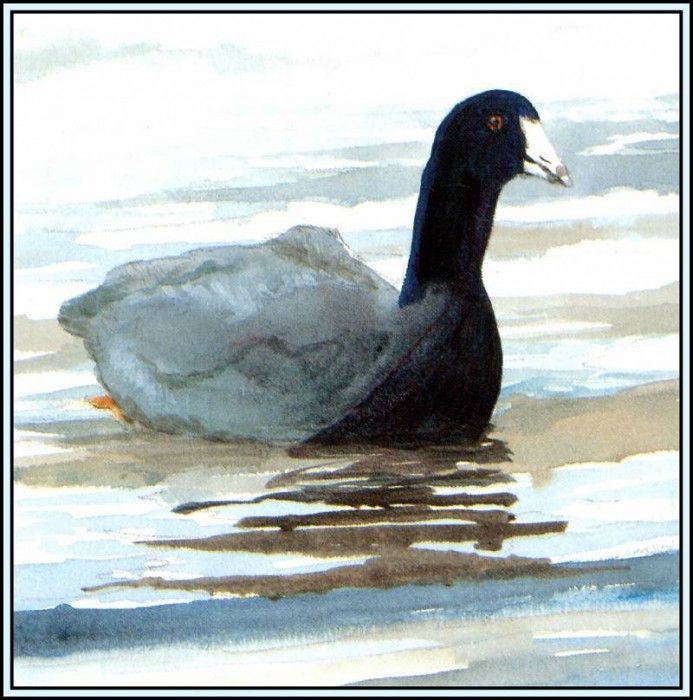 D50-AWE010-RB-Coot. Bansemer, 
