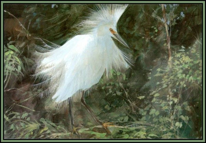 D50-AWE029-RB-Snowy Egret 1. Bansemer, 