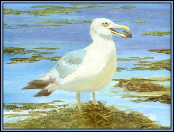 D50-AWE036-RB-Herring Gull 1. Bansemer, 