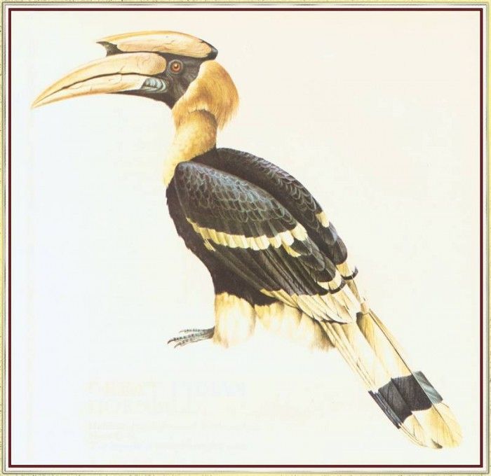 BarrettPeter GreatIndianHornbill-We. , 