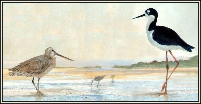 D50-AWE106-RB-Dowitcher&Black Necked Stilt. Bansemer, 