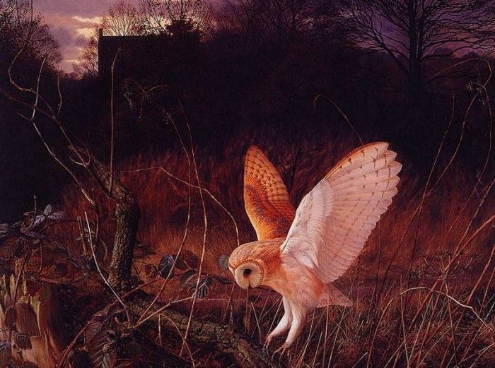 lrs Booth Raymond Barn Owl Landing2. , 