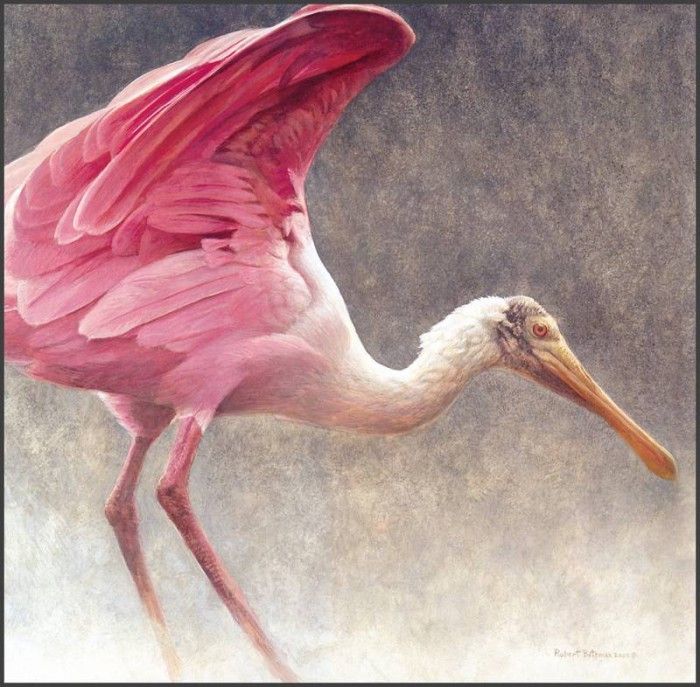 lrsRBB069BatemanRobert-RoseateSpoonbill. Bateman, 