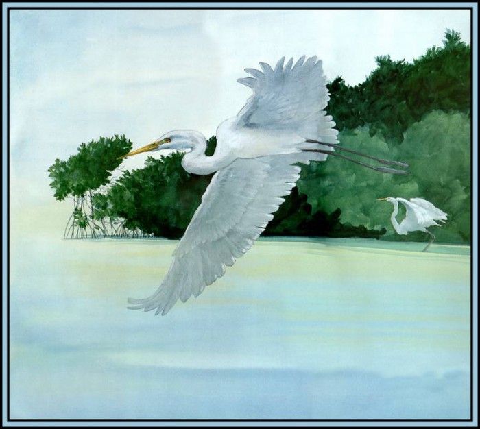 D50-AWE023-RB-Great Egret 5. Bansemer, 