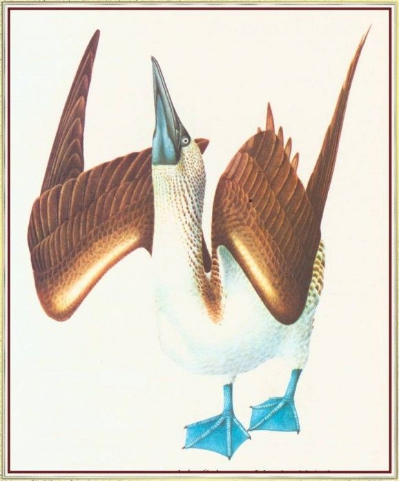 BarrettPeter Blue-footedBooby-We. , 