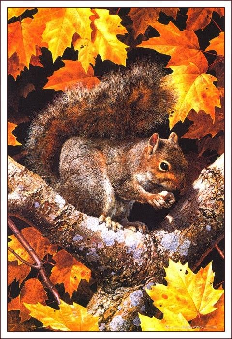 bs-na- Carl Brenders- Golden Season- Gray Squirrel. Brenders, 