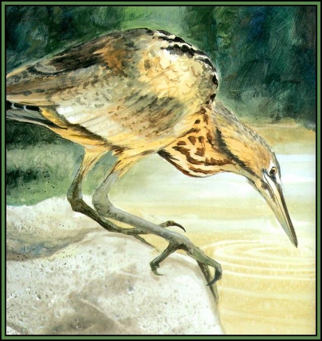 D50-AWE067-RB-American Bittern 1. Bansemer, 