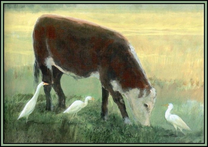D50-AWE026-RB-Cattle Egret 2. Bansemer, 