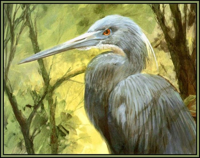 D50-AWE048-RB-Tricolored Heron 1. Bansemer, 
