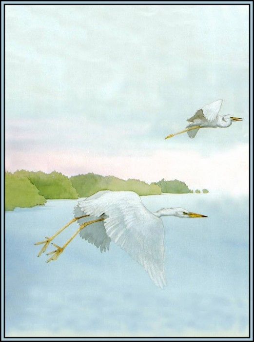 D50-AWE054-BR-Great White Heron 1. Bansemer, 