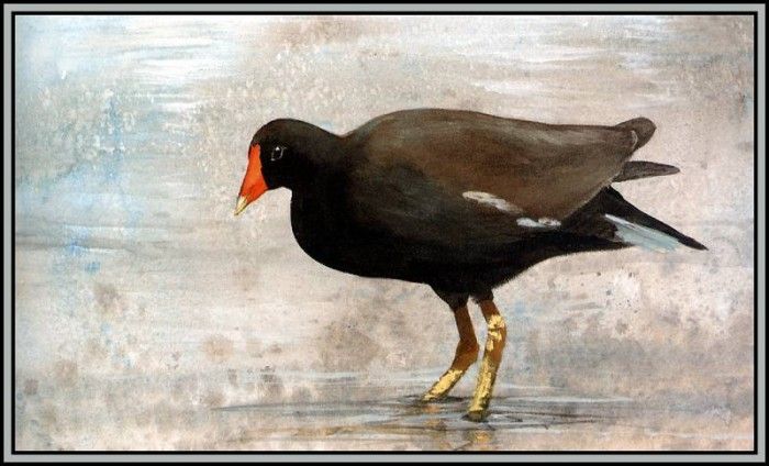 D50-AWE012-RB-Common Moorhen 1. Bansemer, 