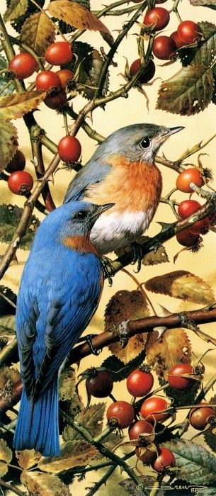 kb Brenders Bluebirds. Brenders, 