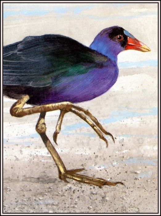 D50-AWE011-RB-Purple Gallinule. Bansemer, 