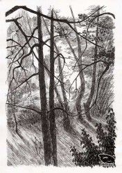 Сумерки в лесу: стволы и путаница ветвей